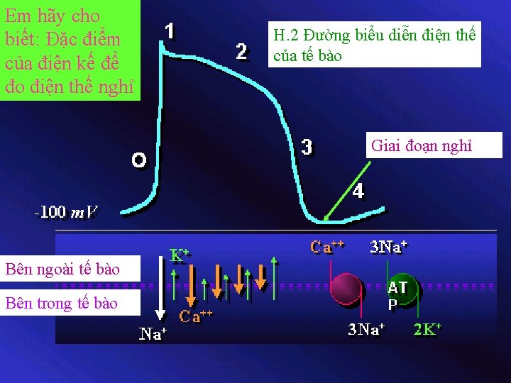 Em hãy cho biết: Đặc điểm của điện kế để đo điện thế nghỉ