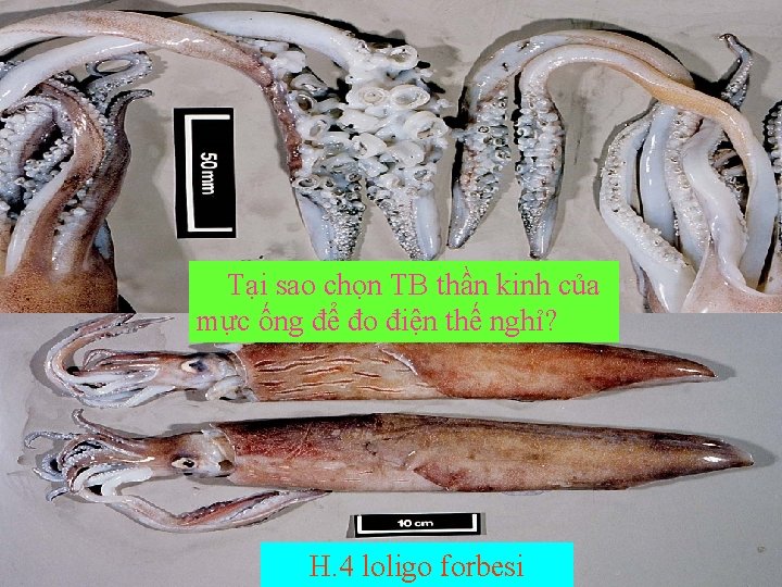 Tại sao chọn TB thần kinh của mực ống để đo điện thế nghỉ? Tại sao chọn TB thần kinh của mực ống để đo điện thế nghỉ?