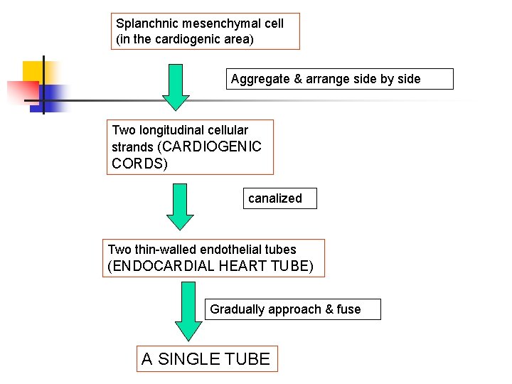 Splanchnic mesenchymal cell (in the cardiogenic area) Aggregate & arrange side by side Two