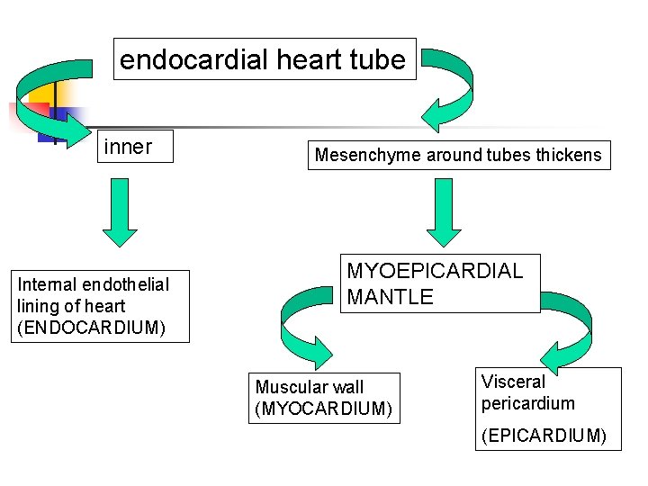 endocardial heart tube inner Internal endothelial lining of heart (ENDOCARDIUM) Mesenchyme around tubes thickens