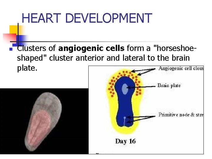 HEART DEVELOPMENT n Clusters of angiogenic cells form a "horseshoe- shaped" cluster anterior and