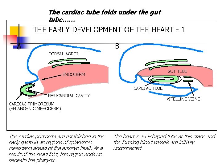 The cardiac tube folds under the gut tube…… THE EARLY DEVELOPMENT OF THE HEART