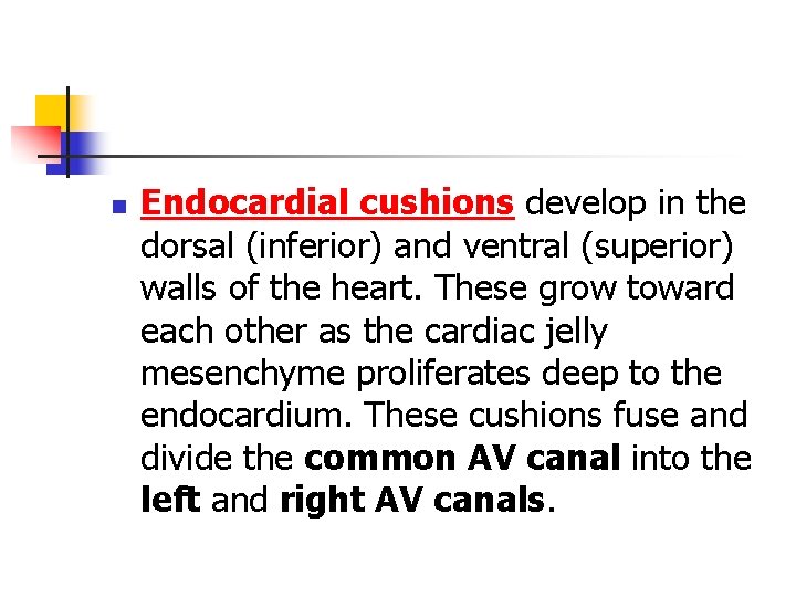 n Endocardial cushions develop in the dorsal (inferior) and ventral (superior) walls of the