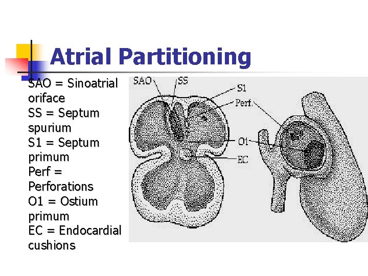 Atrial Partitioning SAO = Sinoatrial oriface SS = Septum spurium S 1 = Septum