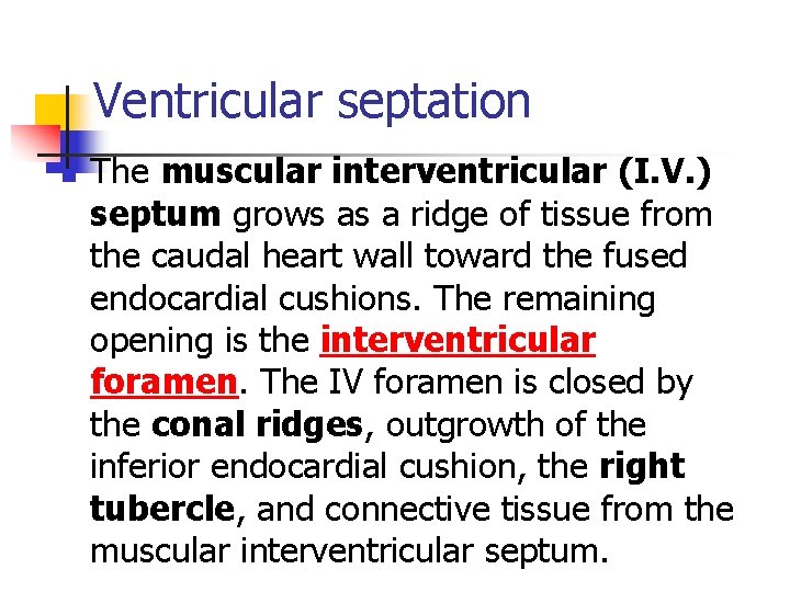 Ventricular septation n The muscular interventricular (I. V. ) septum grows as a ridge