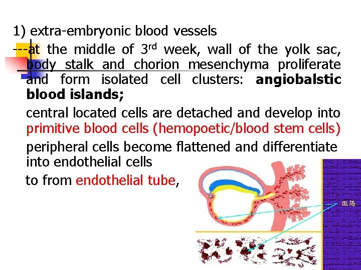 1) extra-embryonic blood vessels ---at the middle of 3 rd week, wall of the
