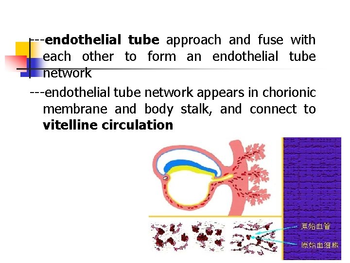 ---endothelial tube approach and fuse with each other to form an endothelial tube network