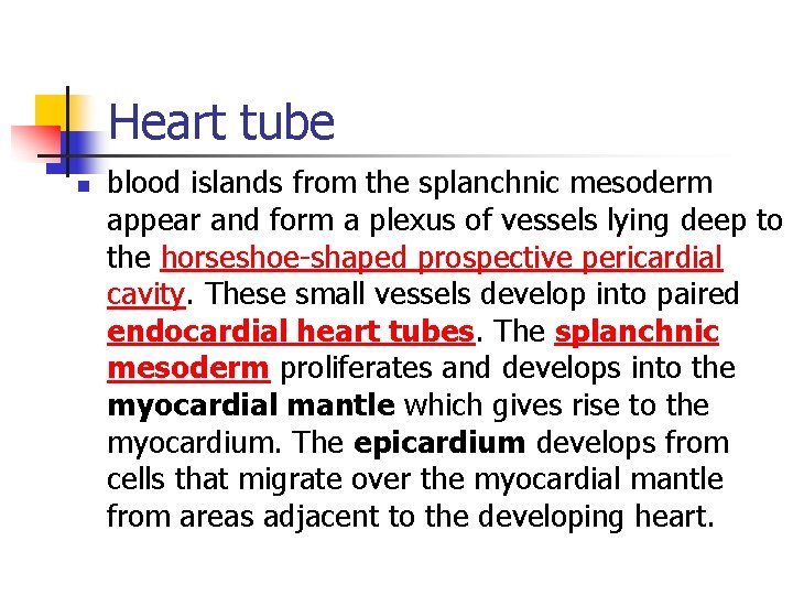 Heart tube n blood islands from the splanchnic mesoderm appear and form a plexus