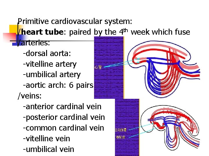 Primitive cardiovascular system: /heart tube: paired by the 4 th week which fuse /arteries: