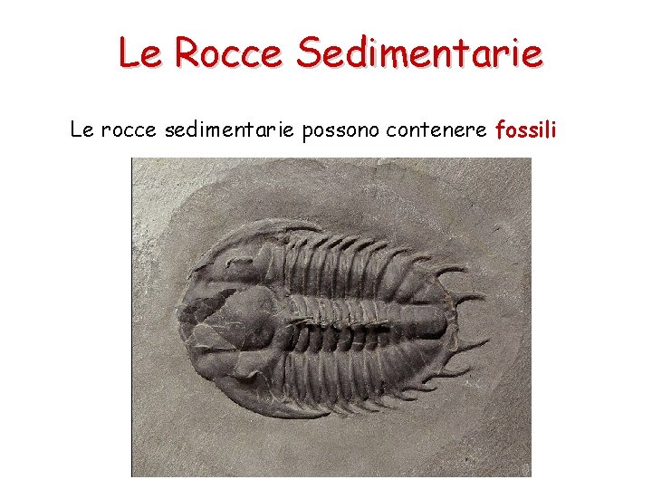 Le Rocce Sedimentarie Le rocce sedimentarie possono contenere fossili 