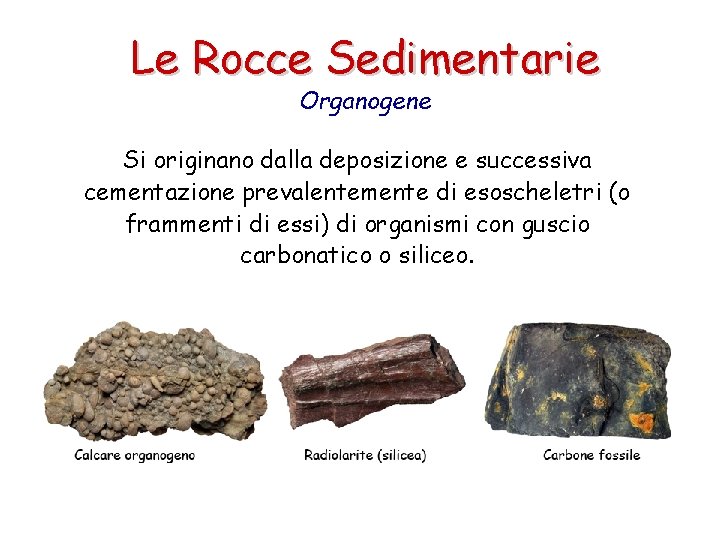 Le Rocce Sedimentarie Organogene Si originano dalla deposizione e successiva cementazione prevalentemente di esoscheletri