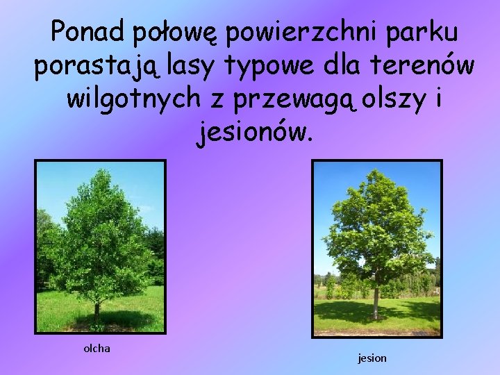 Ponad połowę powierzchni parku porastają lasy typowe dla terenów wilgotnych z przewagą olszy i