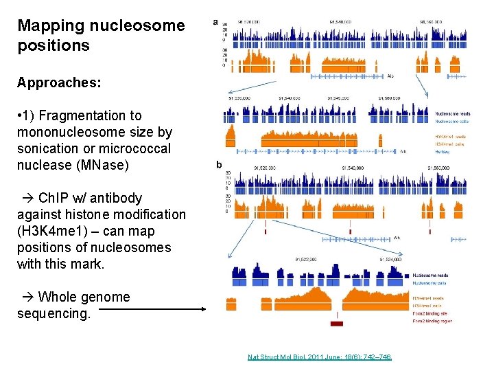 Mapping nucleosome positions Approaches: • 1) Fragmentation to mononucleosome size by sonication or micrococcal