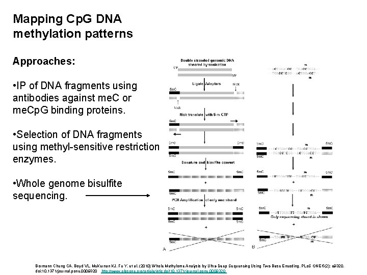 Mapping Cp. G DNA methylation patterns Approaches: • IP of DNA fragments using antibodies