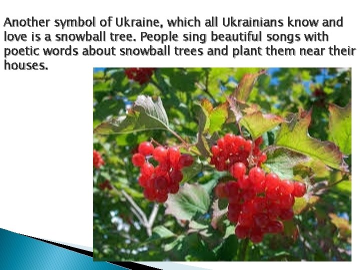 Another symbol of Ukraine, which all Ukrainians know and love is a snowball tree.