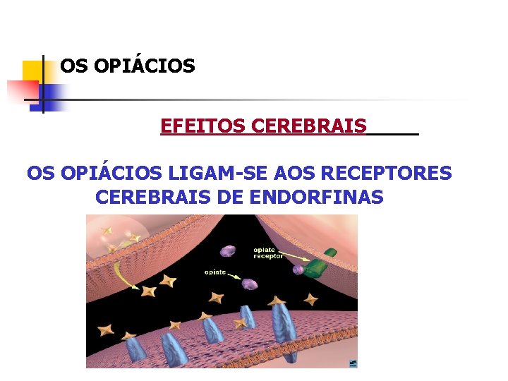 OS OPIÁCIOS EFEITOS CEREBRAIS OS OPIÁCIOS LIGAM-SE AOS RECEPTORES CEREBRAIS DE ENDORFINAS 