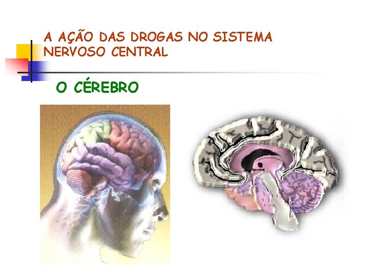 A AÇÃO DAS DROGAS NO SISTEMA NERVOSO CENTRAL O CÉREBRO 