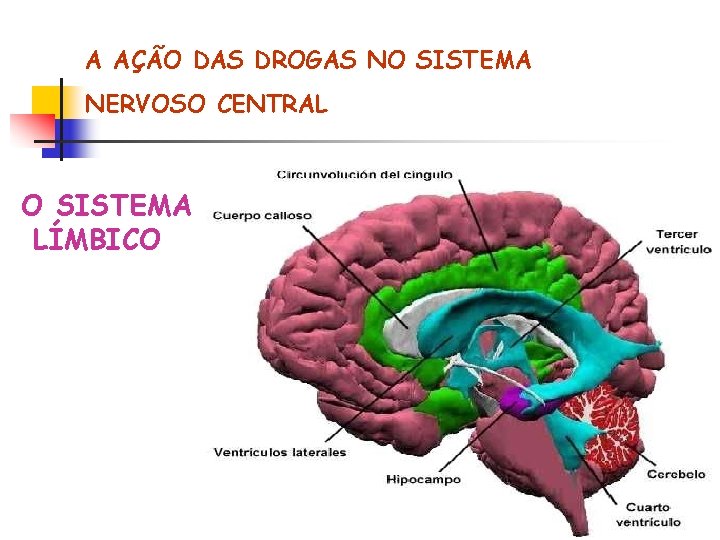 A AÇÃO DAS DROGAS NO SISTEMA NERVOSO CENTRAL O SISTEMA LÍMBICO 