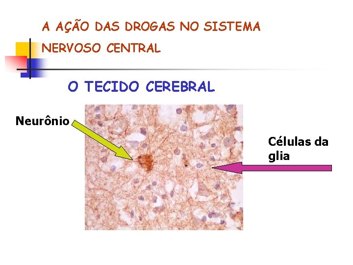 A AÇÃO DAS DROGAS NO SISTEMA NERVOSO CENTRAL O TECIDO CEREBRAL Neurônio Células da