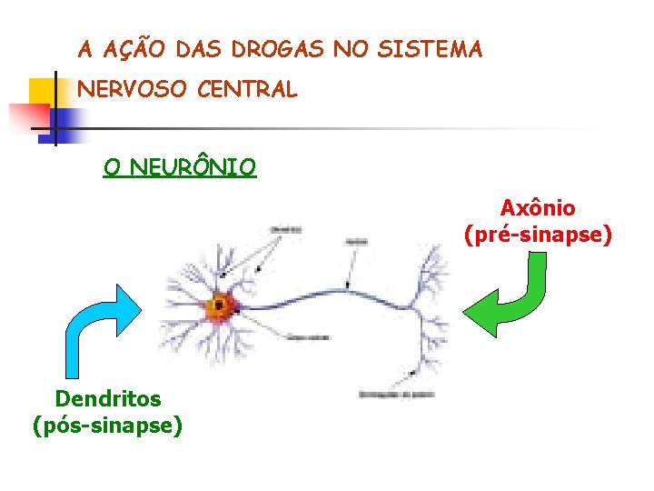 A AÇÃO DAS DROGAS NO SISTEMA NERVOSO CENTRAL O NEURÔNIO Axônio (pré-sinapse) Dendritos (pós-sinapse)