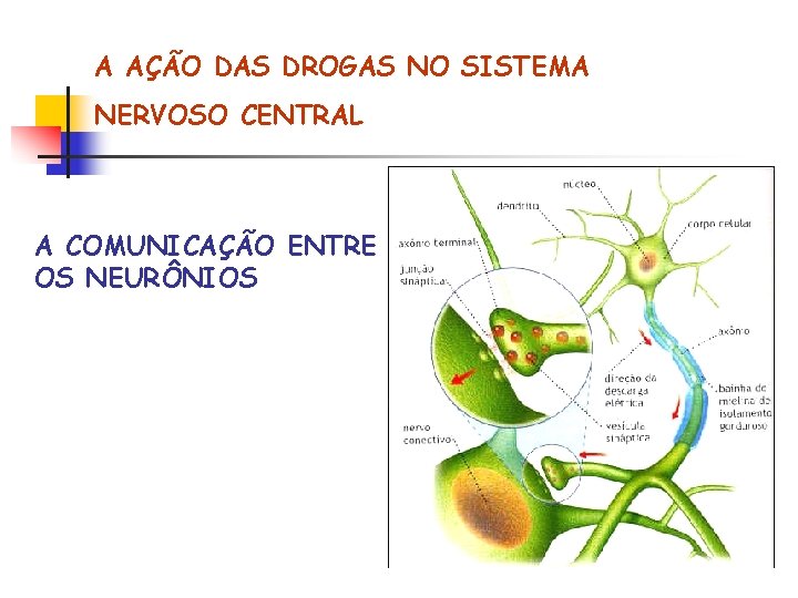 A AÇÃO DAS DROGAS NO SISTEMA NERVOSO CENTRAL A COMUNICAÇÃO ENTRE OS NEURÔNIOS 