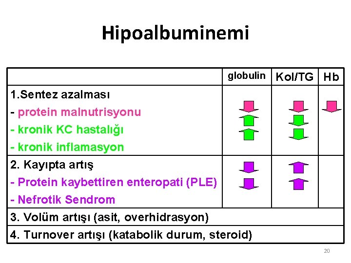 Hipoalbuminemi globulin Kol/TG Hb 1. Sentez azalması - protein malnutrisyonu - kronik KC hastalığı