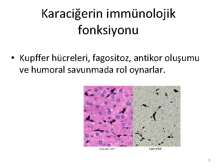 Karaciğerin immünolojik fonksiyonu • Kupffer hücreleri, fagositoz, antikor oluşumu ve humoral savunmada rol oynarlar.