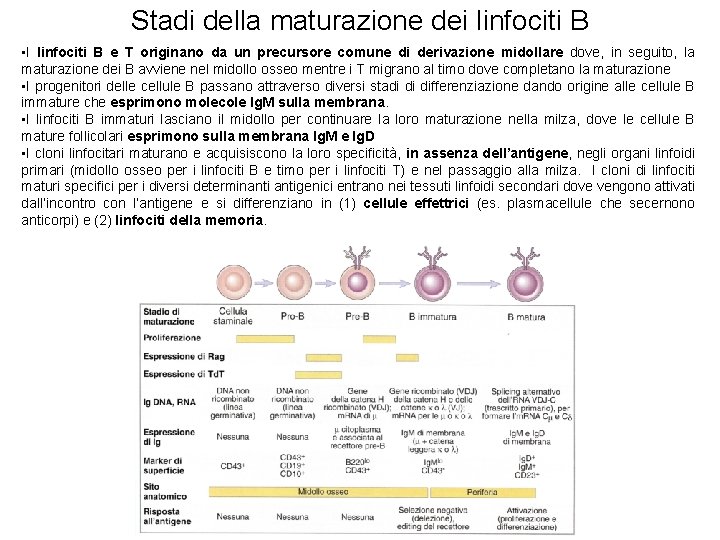 Stadi della maturazione dei linfociti B • I linfociti B e T originano da
