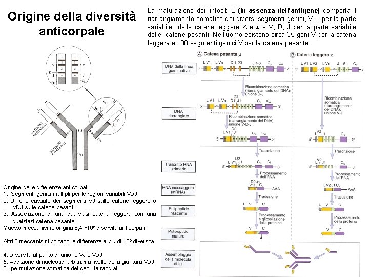 Origine della diversità anticorpale La maturazione dei linfociti B (in assenza dell’antigene) comporta il