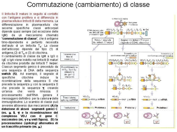 Commutazione (cambiamento) di classe Il linfocita B maturo in seguito al contatto con l’antigene