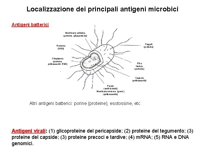 Localizzazione dei principali antigeni microbici Antigeni batterici Membrana cellulare (proteine, glicoproteine) Flagelli (proteine) Genoma