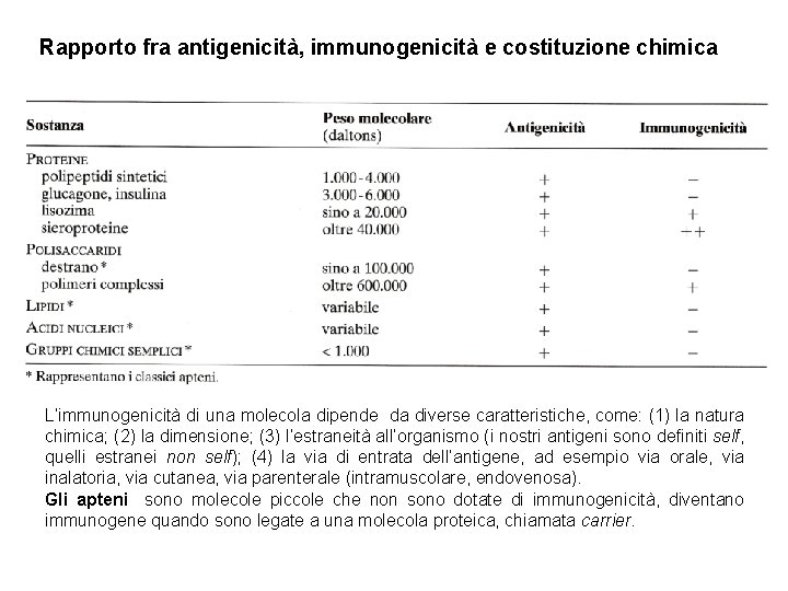 Rapporto fra antigenicità, immunogenicità e costituzione chimica L’immunogenicità di una molecola dipende da diverse