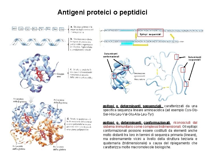 Antigeni proteici o peptidici Epitopi sequenziali Determinanti conformazionali Determinanti sequenziali epitopi o determinanti sequenziali,