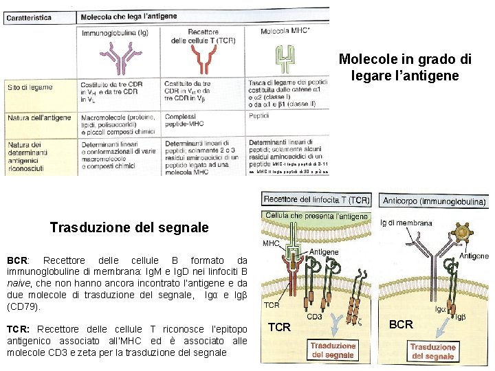 Molecole in grado di legare l’antigene MHC-I lega peptidi di 8 -11 aa; MHC