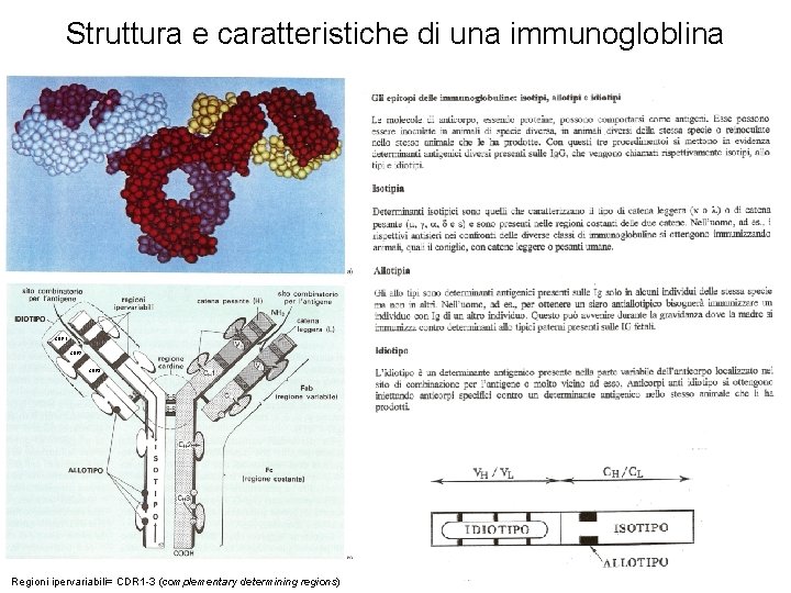 Struttura e caratteristiche di una immunogloblina CDR 1 CDR 2 CDR 3 Regioni ipervariabili=