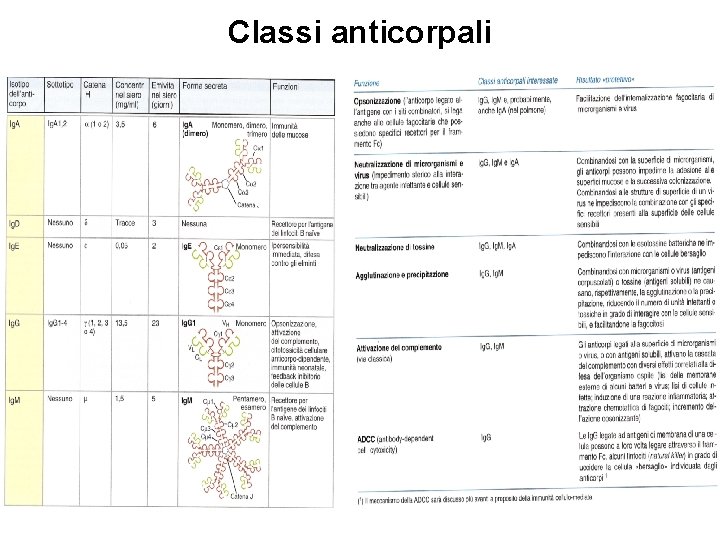 Classi anticorpali 