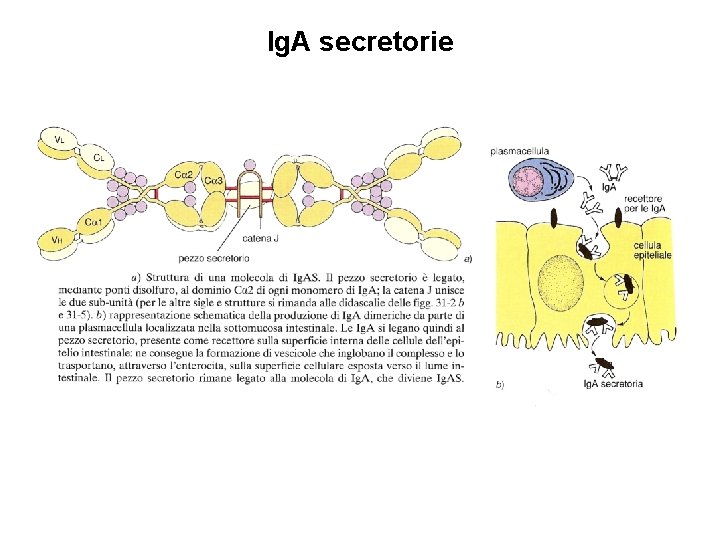 Ig. A secretorie 