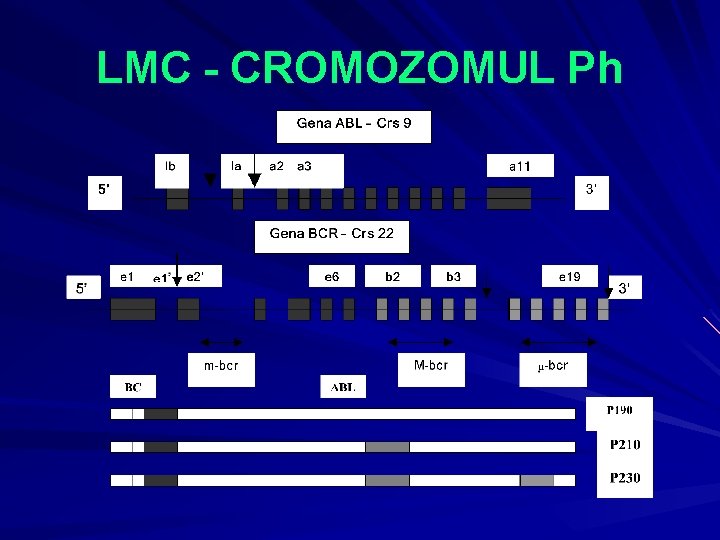 LMC - CROMOZOMUL Ph 