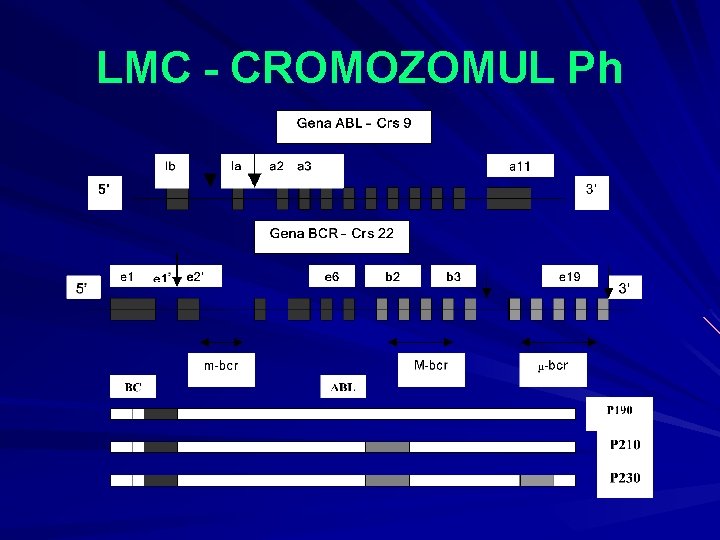 LMC - CROMOZOMUL Ph 
