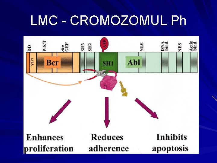 LMC - CROMOZOMUL Ph 