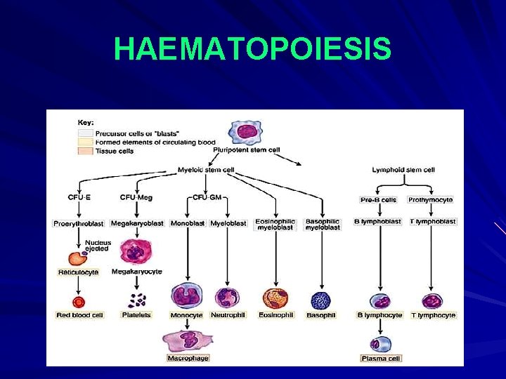 HAEMATOPOIESIS 