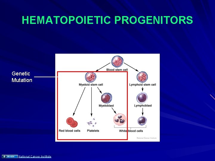 HEMATOPOIETIC PROGENITORS Genetic Mutation National Cancer Institute 