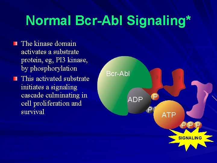 Normal Bcr-Abl Signaling* The kinase domain activates a substrate protein, eg, PI 3 kinase,