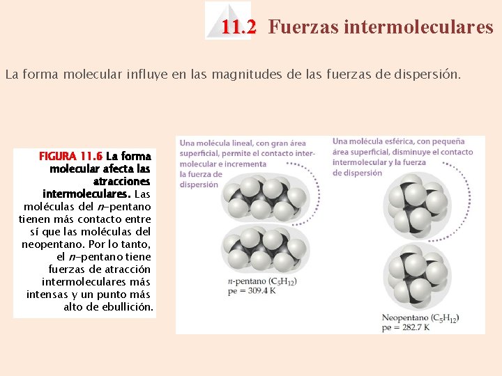 11. 2 Fuerzas intermoleculares La forma molecular influye en las magnitudes de las fuerzas