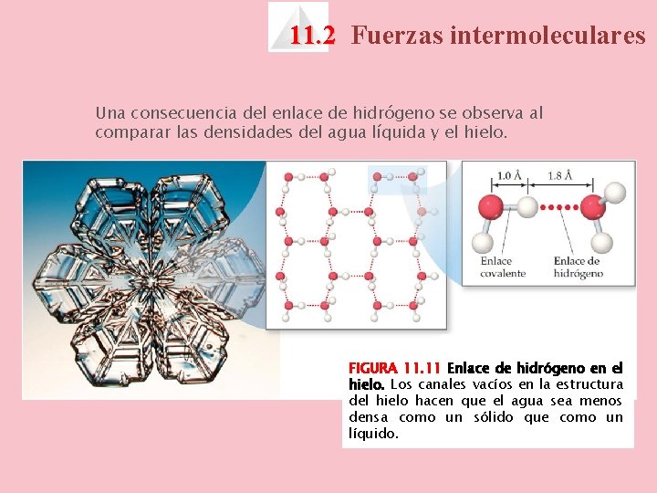 11. 2 Fuerzas intermoleculares Una consecuencia del enlace de hidrógeno se observa al comparar