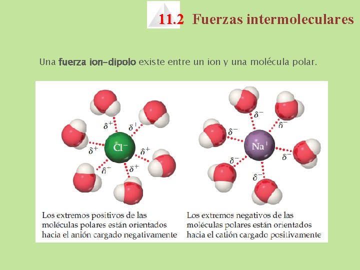 11. 2 Fuerzas intermoleculares Una fuerza ion-dipolo existe entre un ion y una molécula