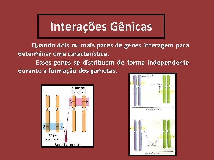 Interações Gênicas Quando dois ou mais pares de genes interagem para determinar uma característica.