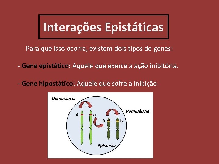 Interações Epistáticas Para que isso ocorra, existem dois tipos de genes: - Gene epistático: