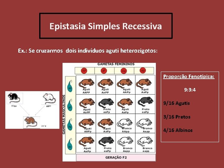 Epistasia Simples Recessiva Ex. : Se cruzarmos dois indivíduos aguti heterozigotos: Proporção Fenotípica: 9: