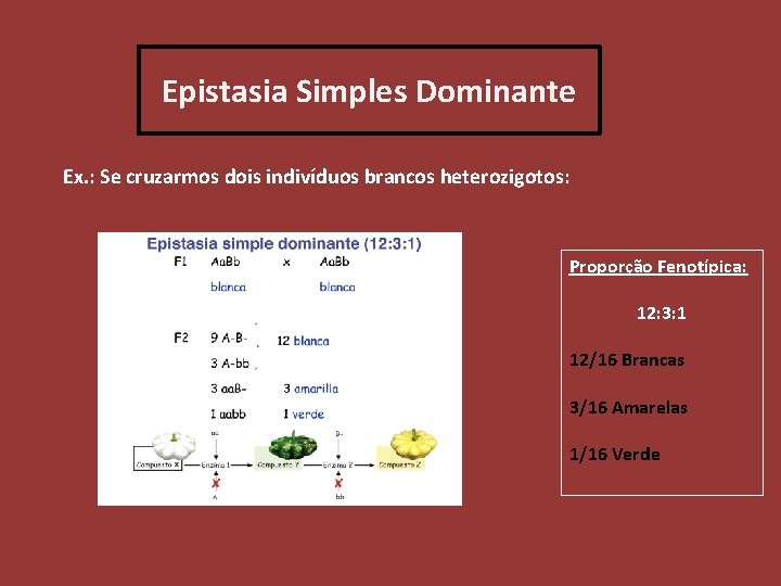 Epistasia Simples Dominante Ex. : Se cruzarmos dois indivíduos brancos heterozigotos: Proporção Fenotípica: 12: